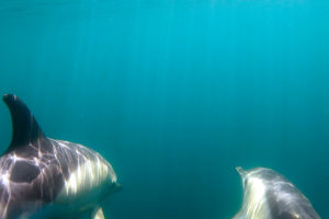 J-irai-dormir-chez-moi_08_Dauphins